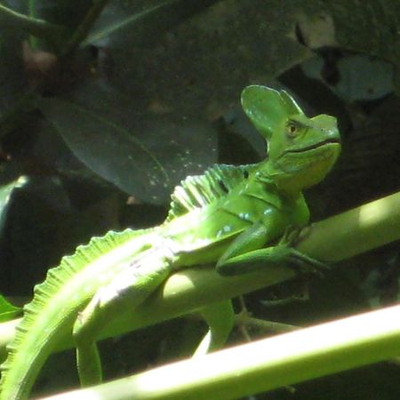 El Tucan Jungle Lodge Puerto Viejo de Talamanca Экстерьер фото