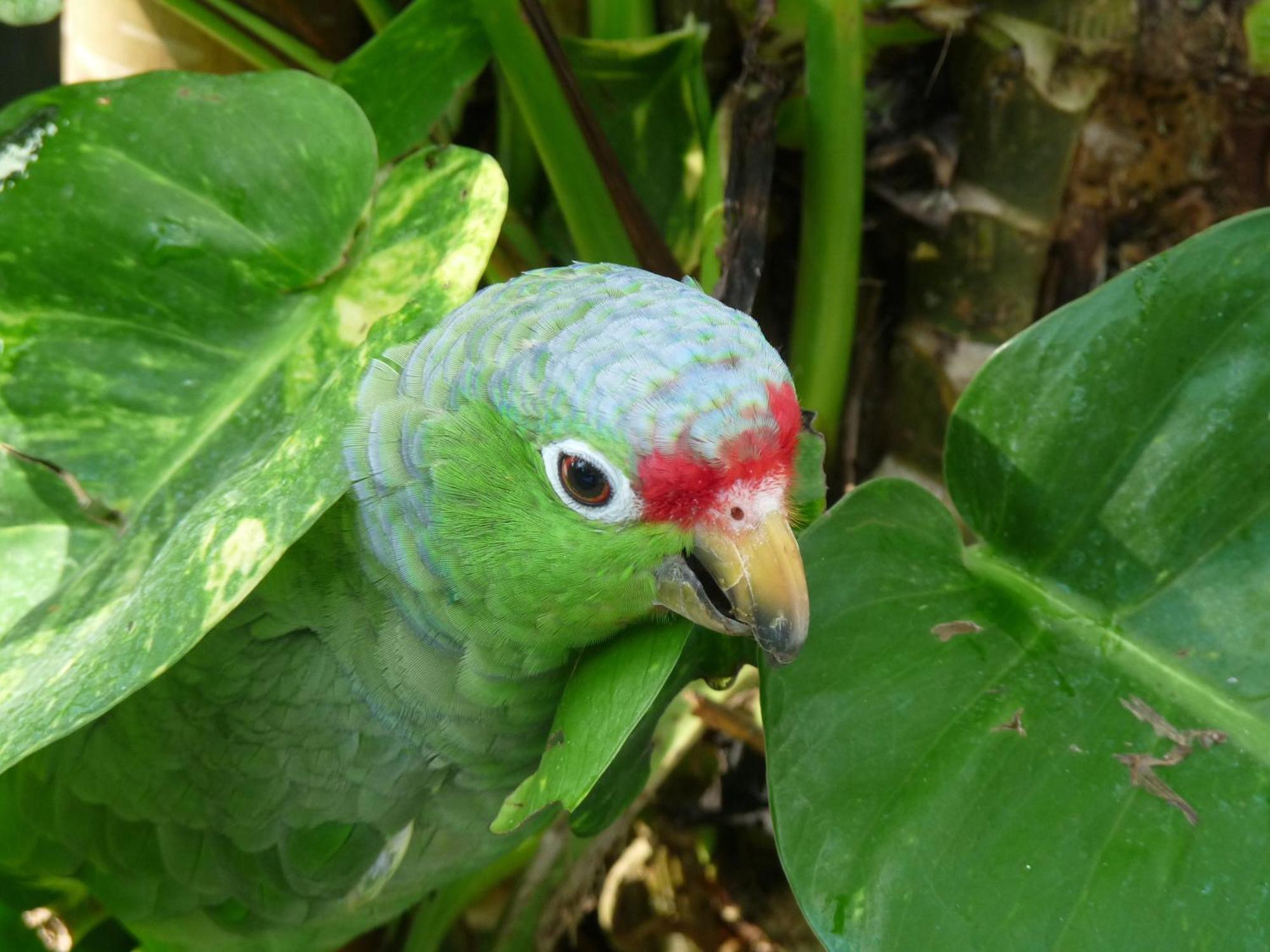 El Tucan Jungle Lodge Puerto Viejo de Talamanca Экстерьер фото