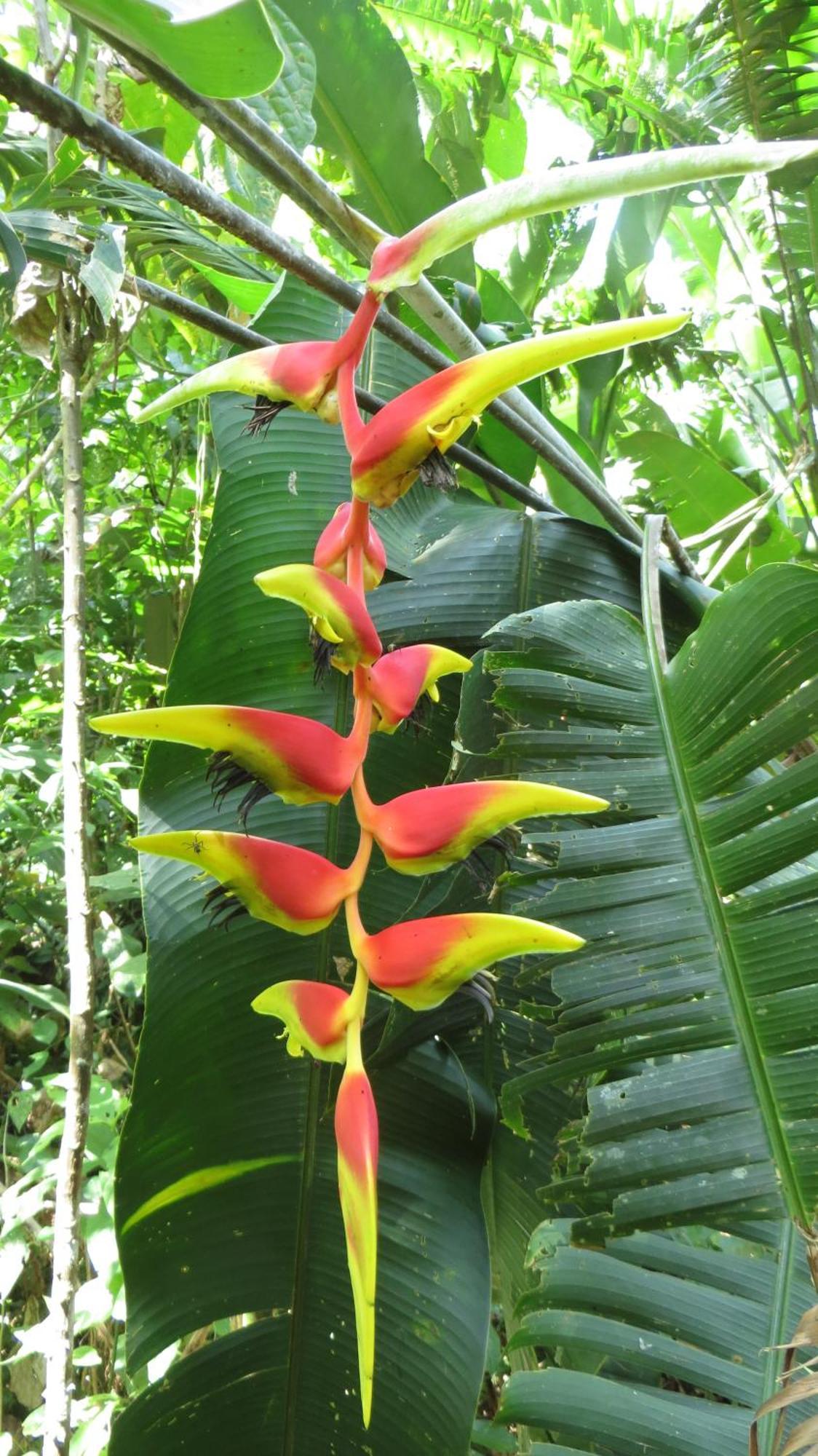 El Tucan Jungle Lodge Puerto Viejo de Talamanca Экстерьер фото