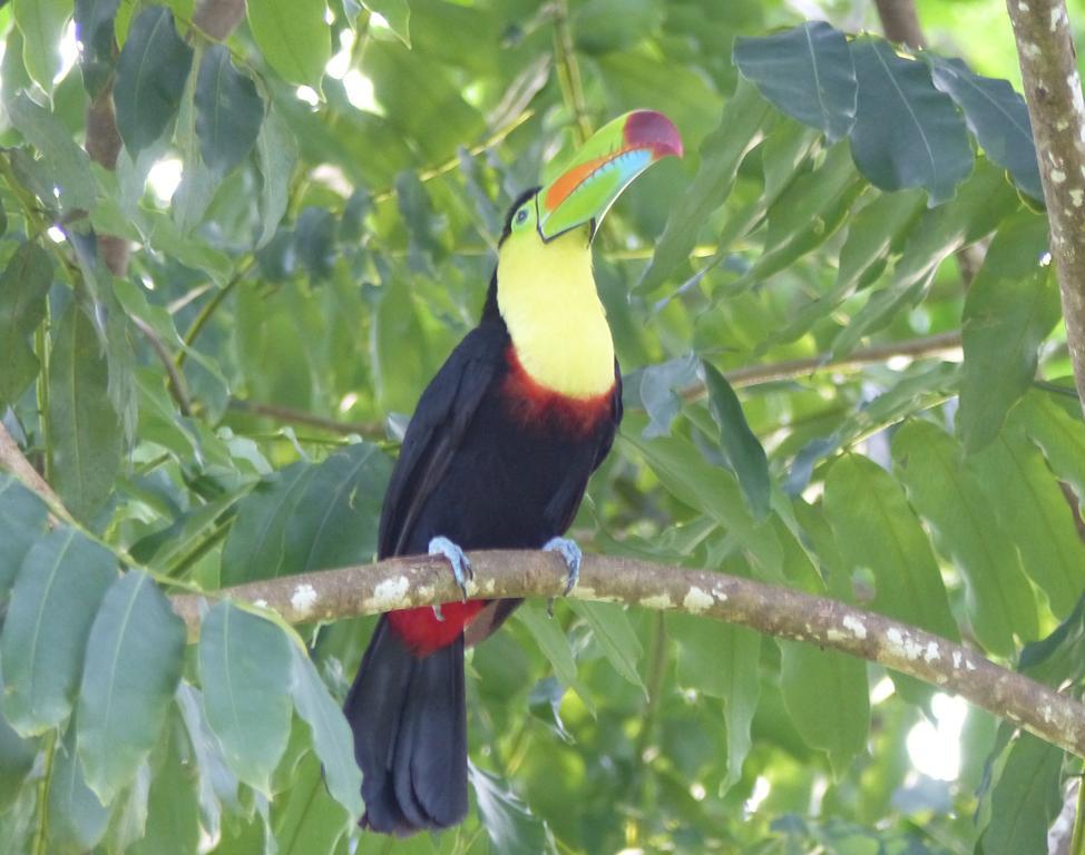 El Tucan Jungle Lodge Puerto Viejo de Talamanca Экстерьер фото