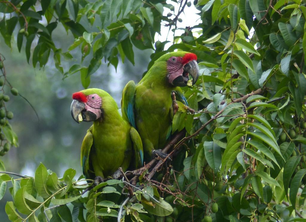 El Tucan Jungle Lodge Puerto Viejo de Talamanca Экстерьер фото